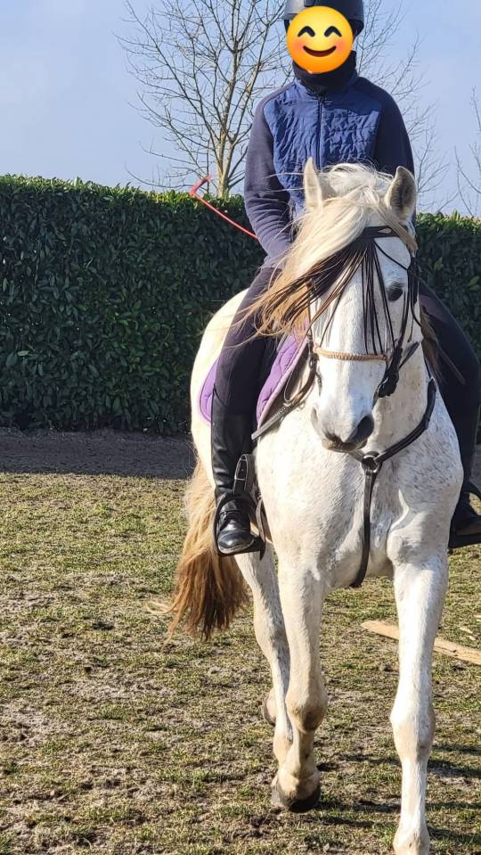 Chulo,  PRE plein papier, entier 