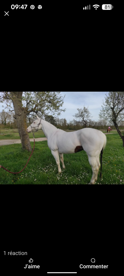 Pouliche Paint Horse 