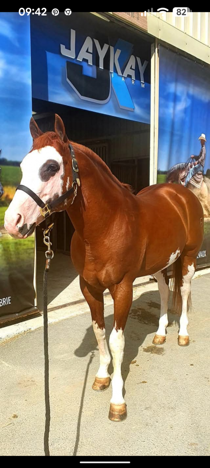 Pouliche Paint Horse 