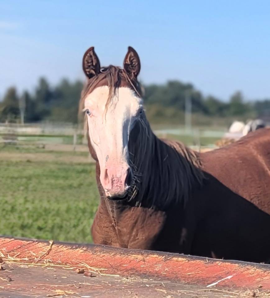 Pouliche Paint Horse 