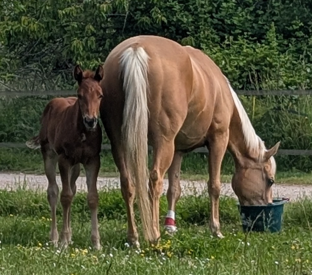 Pouliche Quarter Horse 
