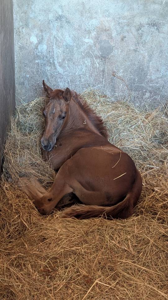 Pouliche Quarter Horse 