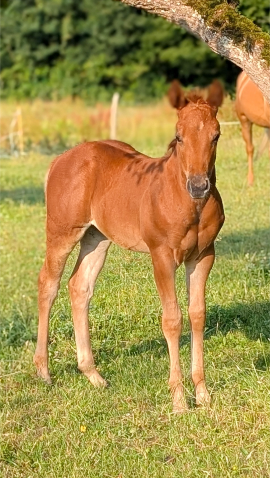 Pouliche Quarter Horse 