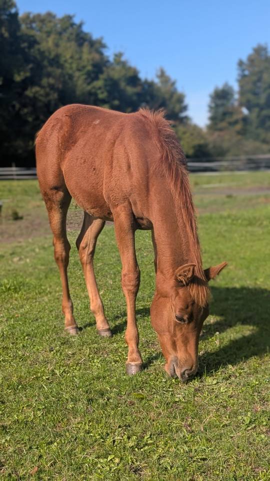 Pouliche Quarter Horse 