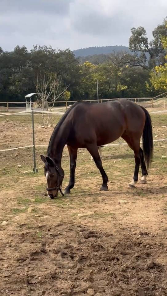 Jolie  jument pur-sang anglais 