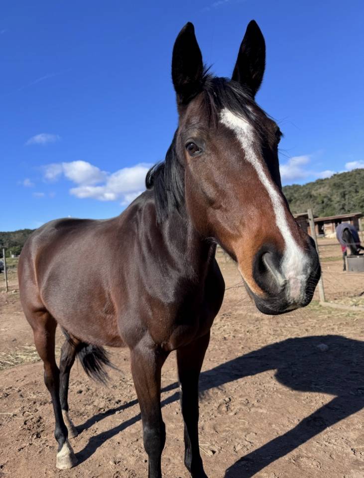 Jolie  jument pur-sang anglais 