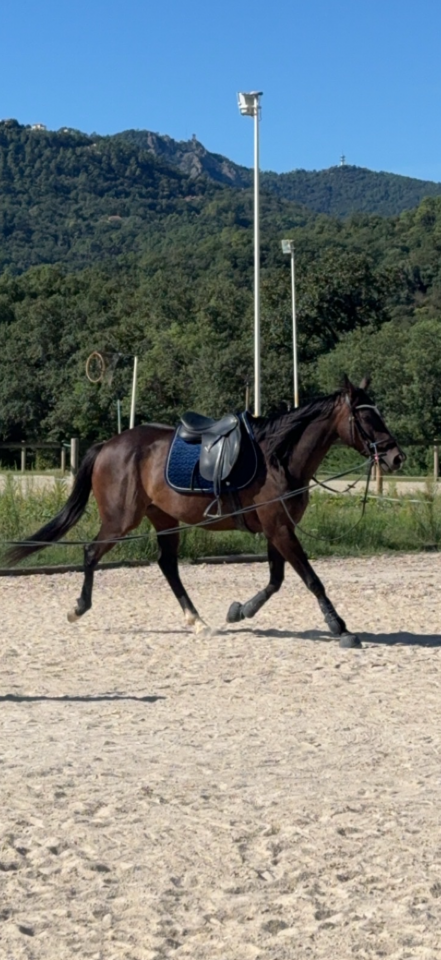 Jolie  jument pur-sang anglais 