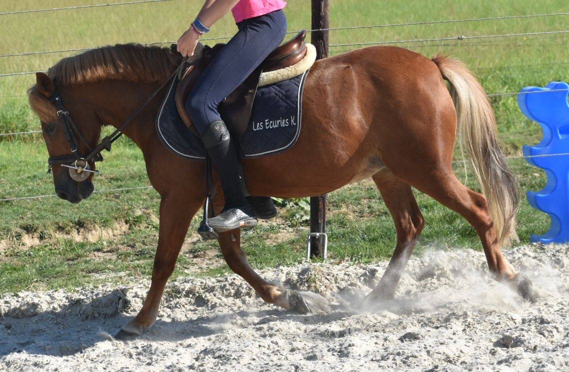 B PONY MAÎTRE D ÉCOLE 