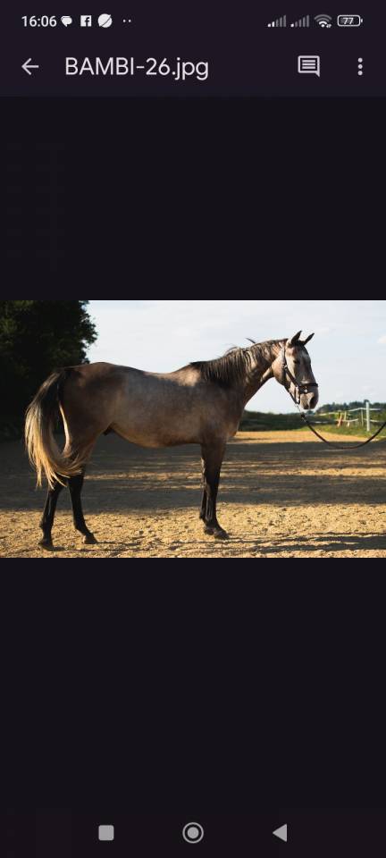 Hongre 3 ans selle francais 