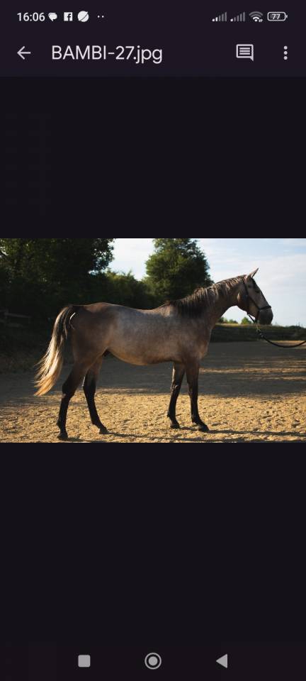 Hongre 3 ans selle francais 