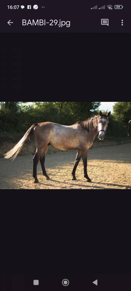 Hongre 3 ans selle francais 