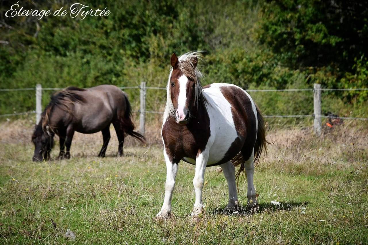 Jolie ponette pour personne confirmée 