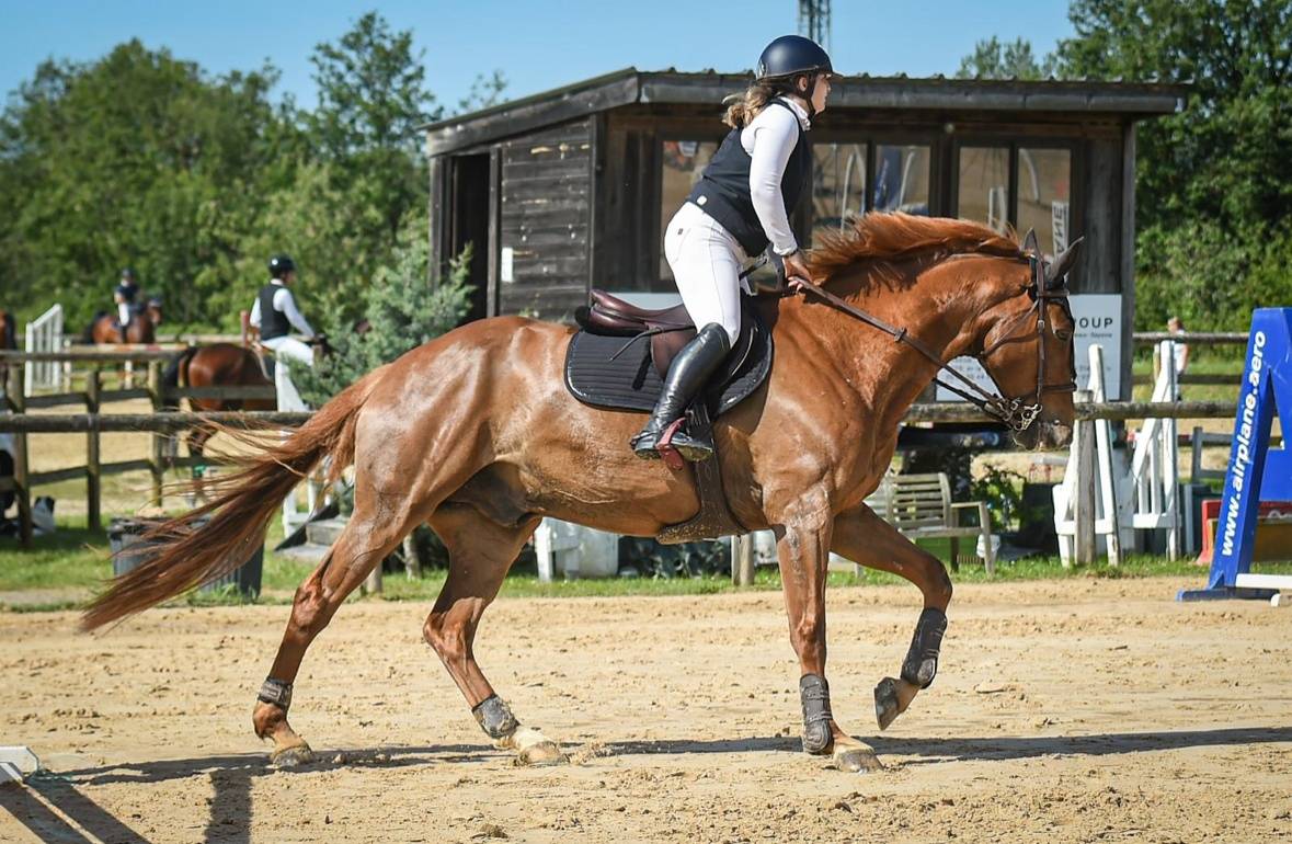 Super cheval de CSO Amateur / Amateur Élite