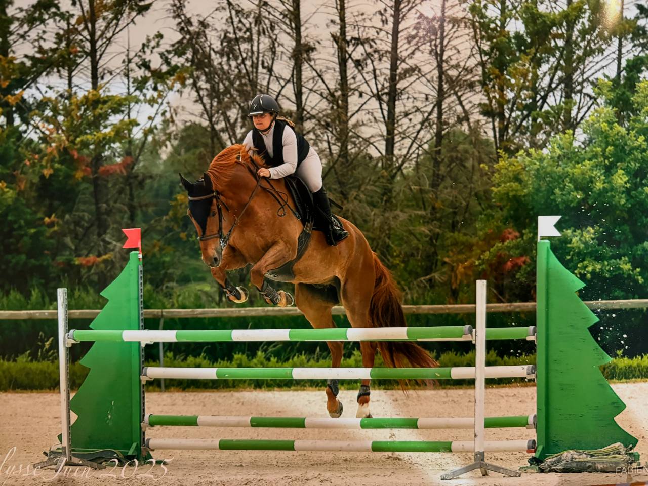 Super cheval de CSO Amateur / Amateur Élite