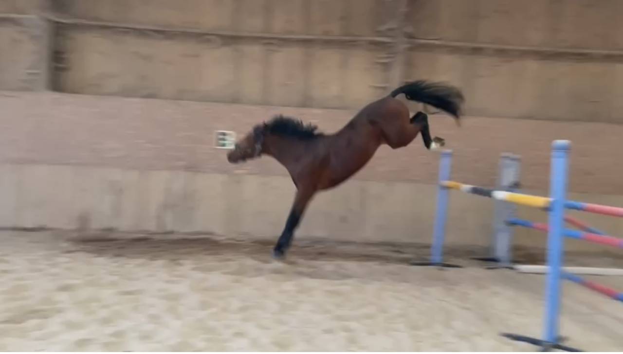 À vendre entier de 3 ans