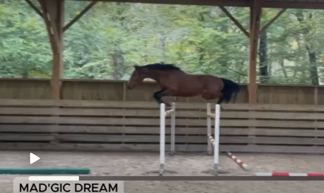 À vendre entier de 3 ans