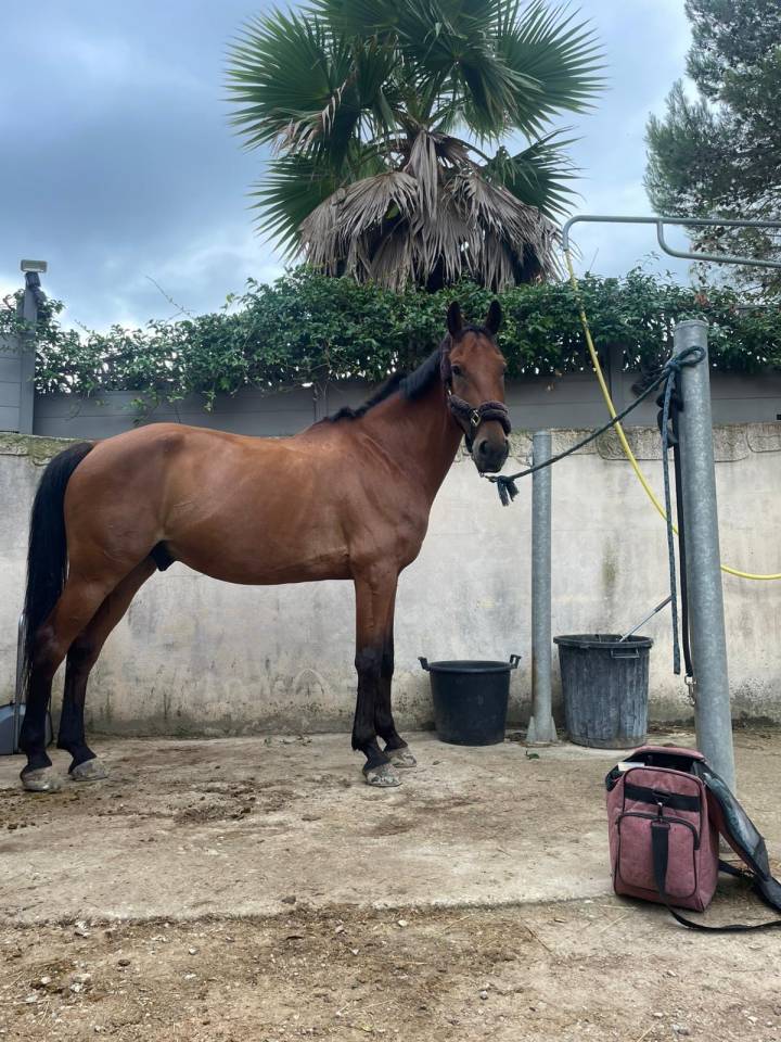 Dayron, selle francais, de 12 ans