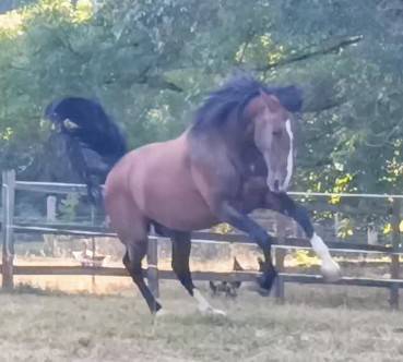 Étalon pur race espagnol 