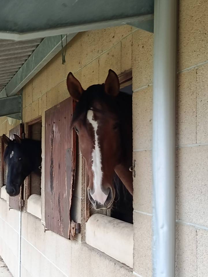 Étalon pur race espagnol 