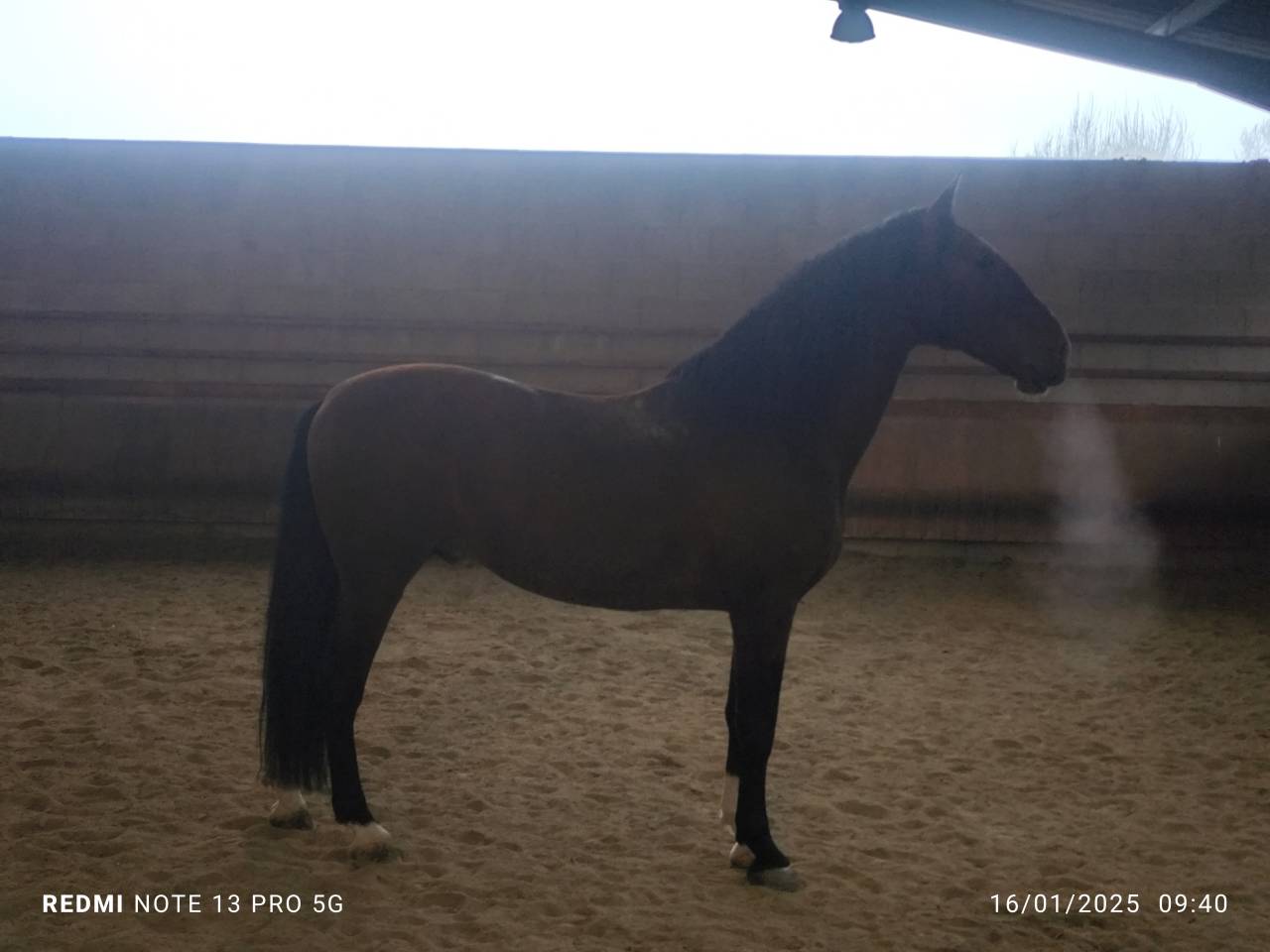 Étalon pur race espagnol 