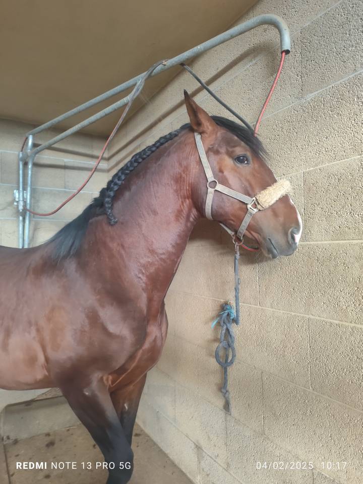 Étalon pur race espagnol 