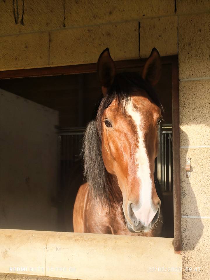 Étalon pur race espagnol 