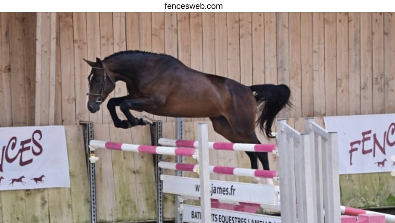 LOVERBOY MAIL / Hongre / 4 ans 