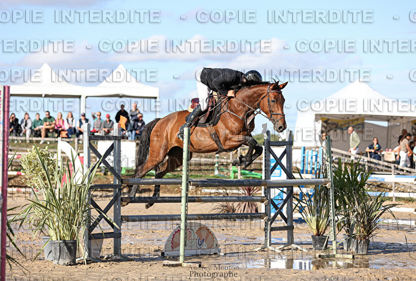 NEMESIS D'HOOGPOORT / Jument / 6 ans / CSO 
