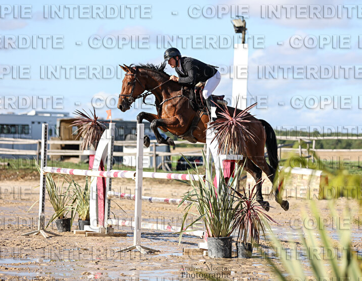 NEMESIS D'HOOGPOORT / Jument / 6 ans / CSO 
