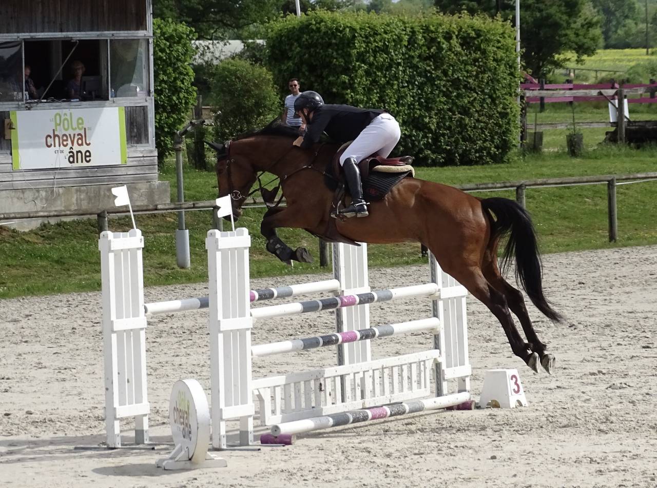 NEMESIS D'HOOGPOORT / Jument / 6 ans / CSO 