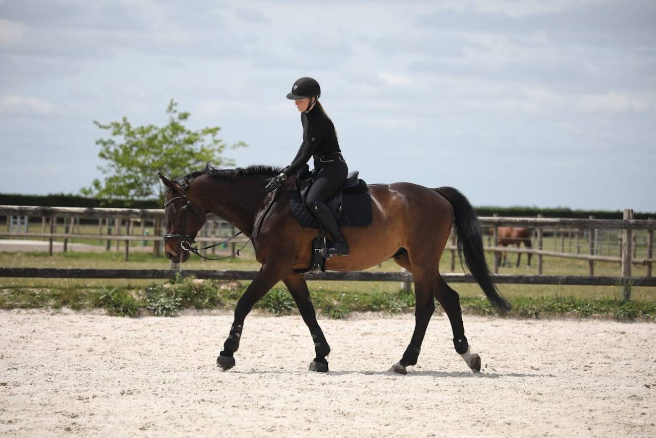Hongre cheval de sport belge