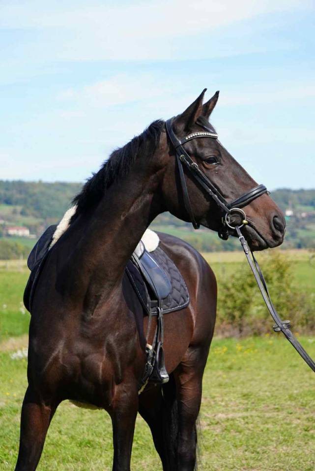 Jument - 5 ans - Totilas X Soliman