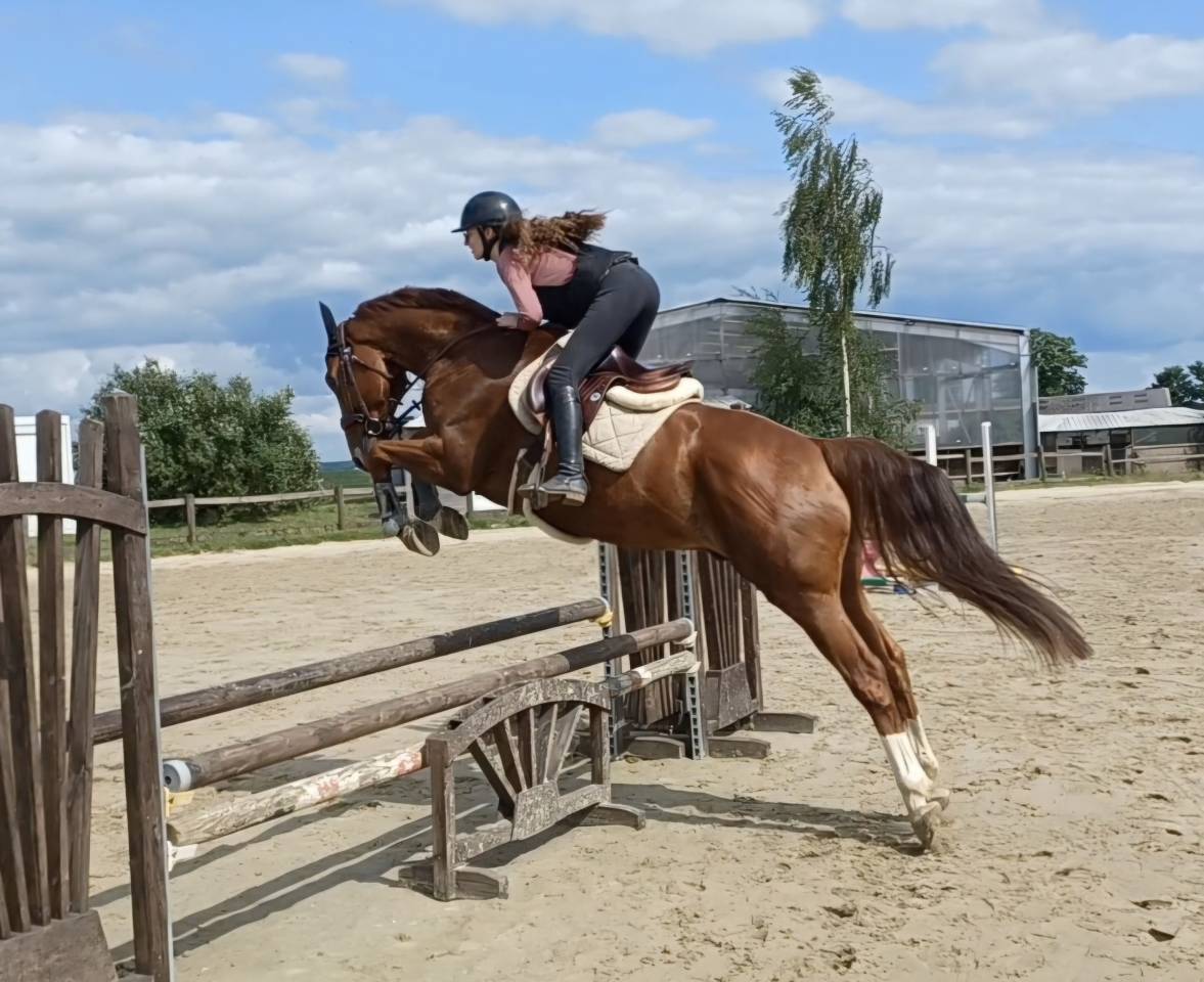 Hongre dressage cce hunter