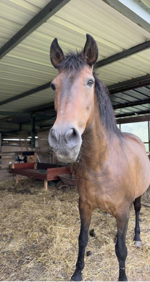 Andalou  jument très gentille de 17 ans