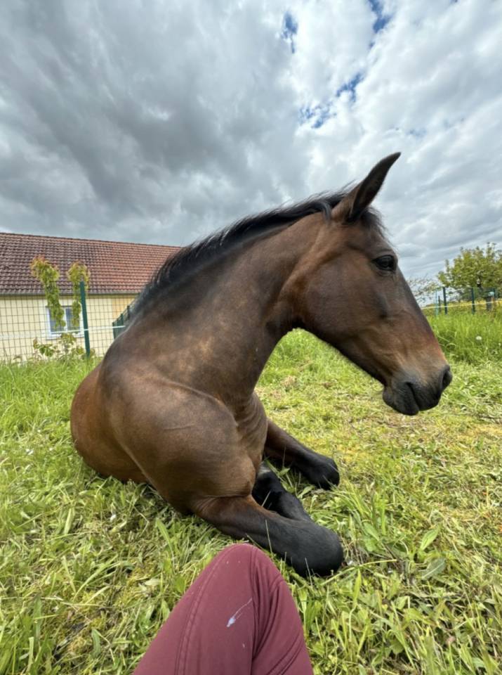 Andalou  jument très gentille de 17 ans