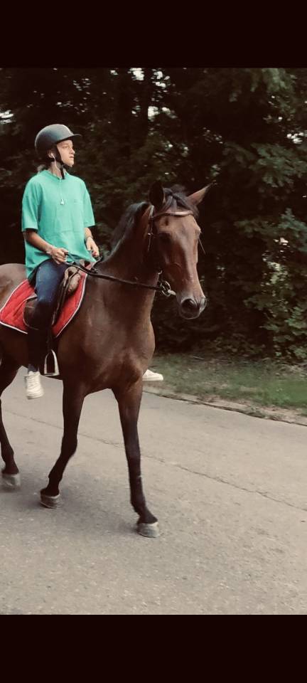 Andalou  jument très gentille de 17 ans