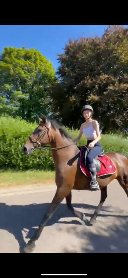 Andalou  jument très gentille de 17 ans