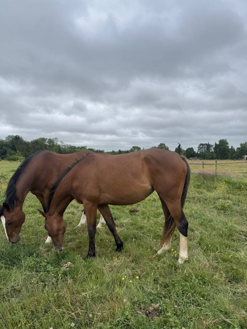Jument 3 ans (EVERBLUE X ARGENTINUS) 