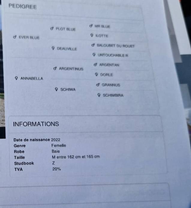 Jument 3 ans (EVERBLUE X ARGENTINUS) 