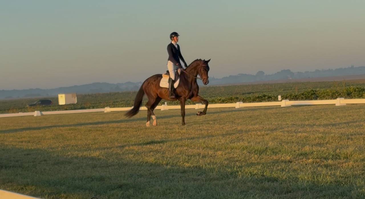 Preston super hongre pour cce