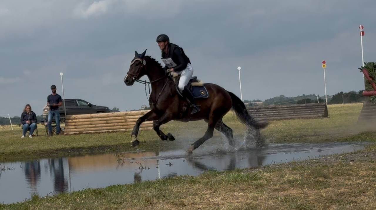 Preston super hongre pour cce