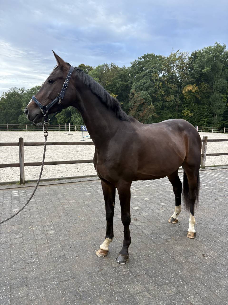 Preston super hongre pour cce