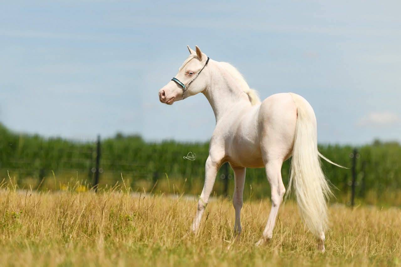 Magnifique cheval migniature