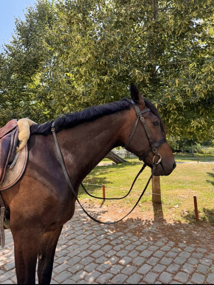 Très bel Hongre Trotteur Français 