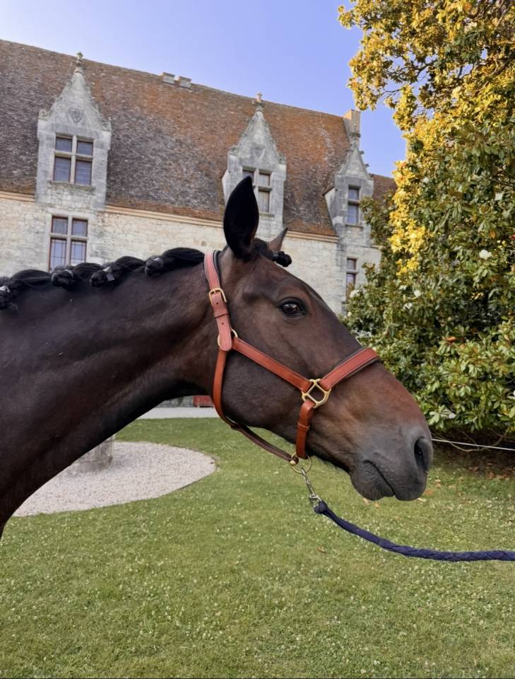 Très bel Hongre Trotteur Français 