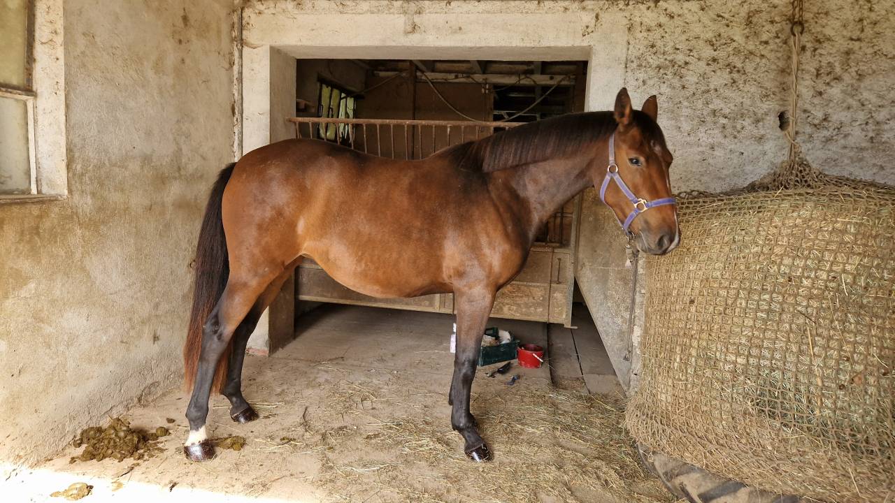 Petite jument par Candy de Nantuel