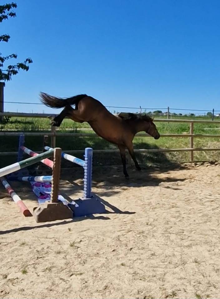 Petite jument par Candy de Nantuel