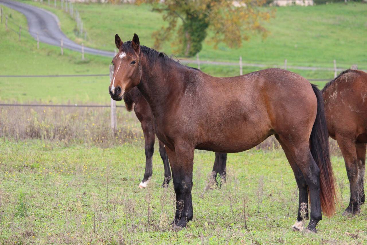 Petite jument par Candy de Nantuel
