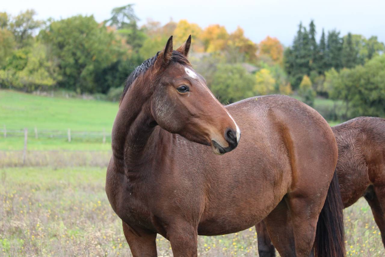 Petite jument par Candy de Nantuel