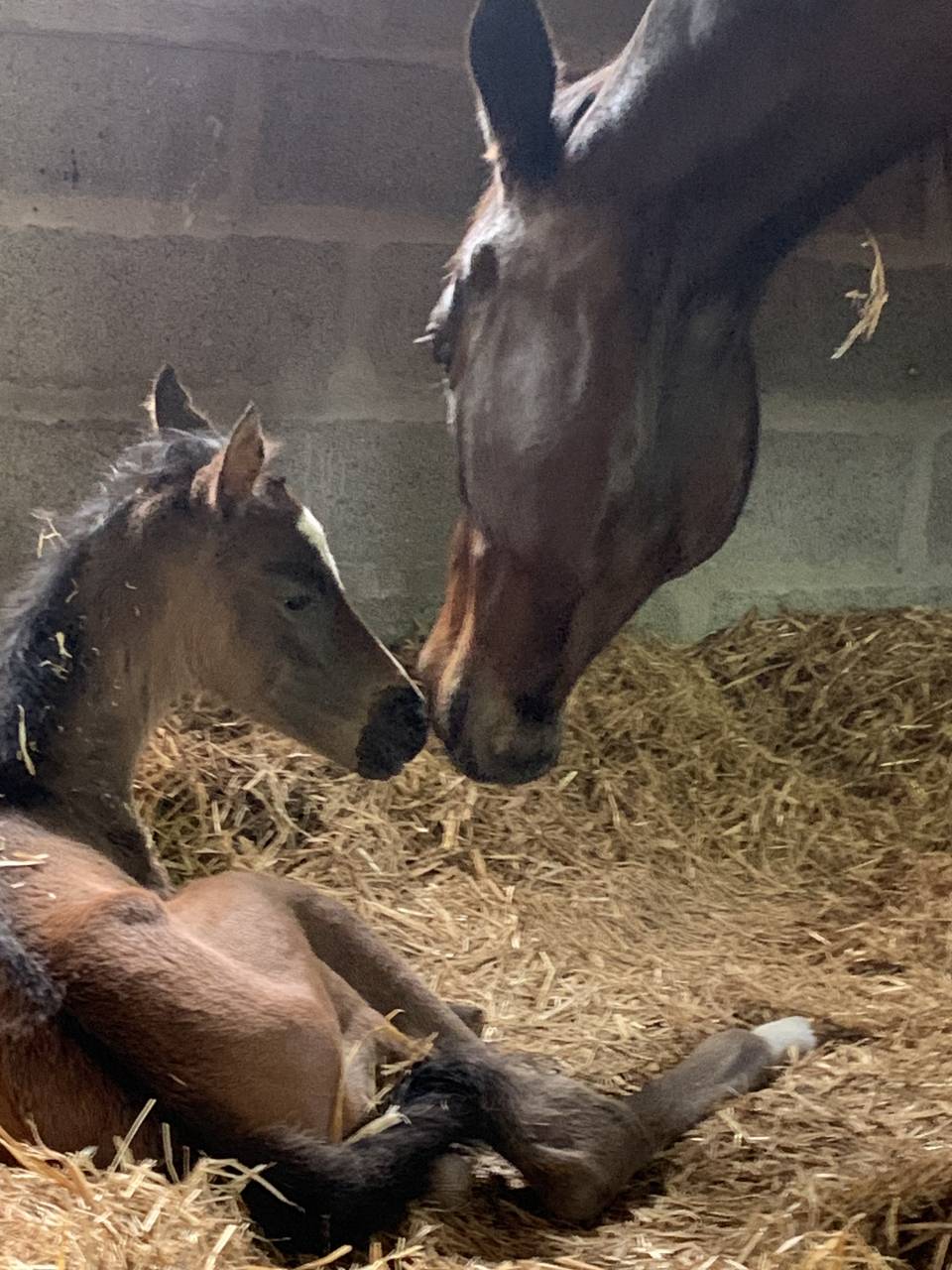 POULAIN ANGLO ARABE SECTION 1